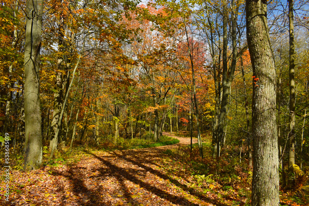 Naklejka premium Forêt Drummond 16 Octobre 2022