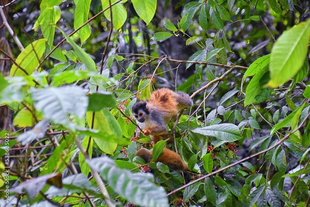 Spider Monkey, Ateles Geoffroi, mother and baby endangered, in tropical jungle trees of Costa Rica. America. Spider Monkey, Ateles Geoffroi, mother and baby endangered, in tropical jungle trees of Costa Rica. America.