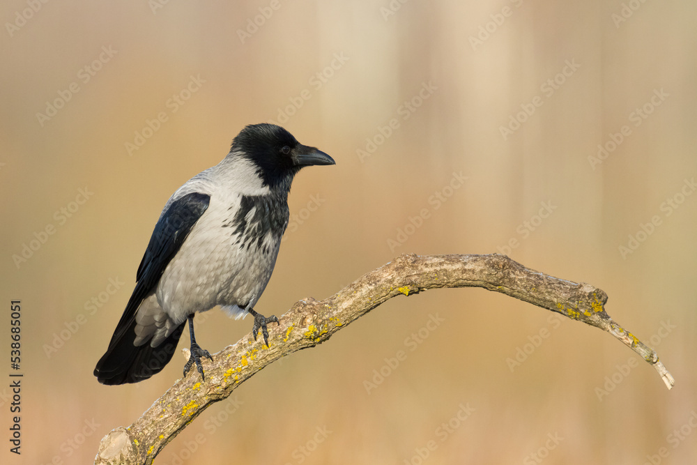Fototapeta premium Bird Hooded Crow Corvus corone bird sitting on branch