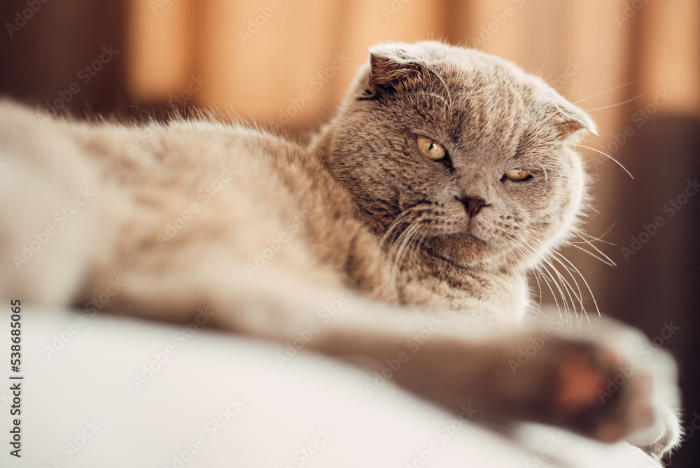 Relaxed domestic cat at home, indoors