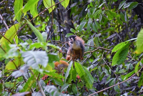 Spider Monkey, Ateles Geoffroi, mother and baby endangered, in tropical jungle trees of Costa Rica. America.