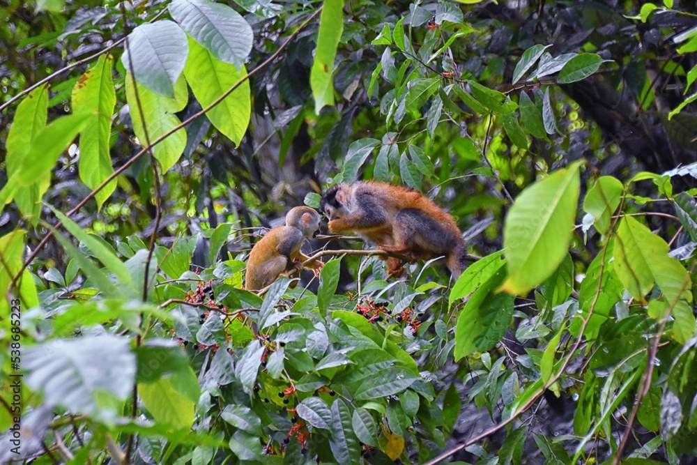 Spider Monkey, Ateles Geoffroi, mother and baby endangered, in tropical jungle trees of Costa Rica. America. Spider Monkey, Ateles Geoffroi, mother and baby endangered, in tropical jungle trees of Costa Rica. America.