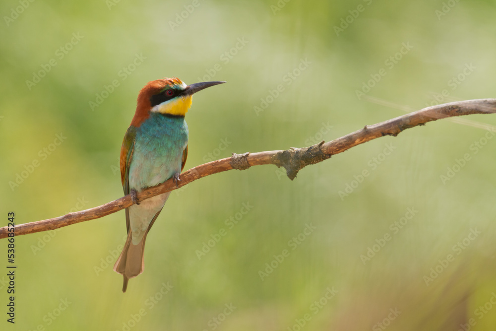 European Bee-Eater Merops apiaster perched on Branch near Breeding Colony. Wildlife scene of Nature in Northern Poland - Europe European Bee-Eater Merops apiaster perched on Branch near Breeding Colony. Wildlife scene of Nature in Northern Poland - Europe