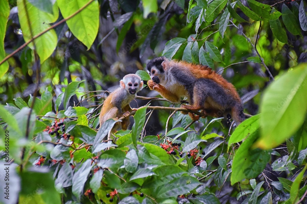 Spider Monkey, Ateles Geoffroi, mother and baby endangered, in tropical jungle trees of Costa Rica. America. Spider Monkey, Ateles Geoffroi, mother and baby endangered, in tropical jungle trees of Costa Rica. America.