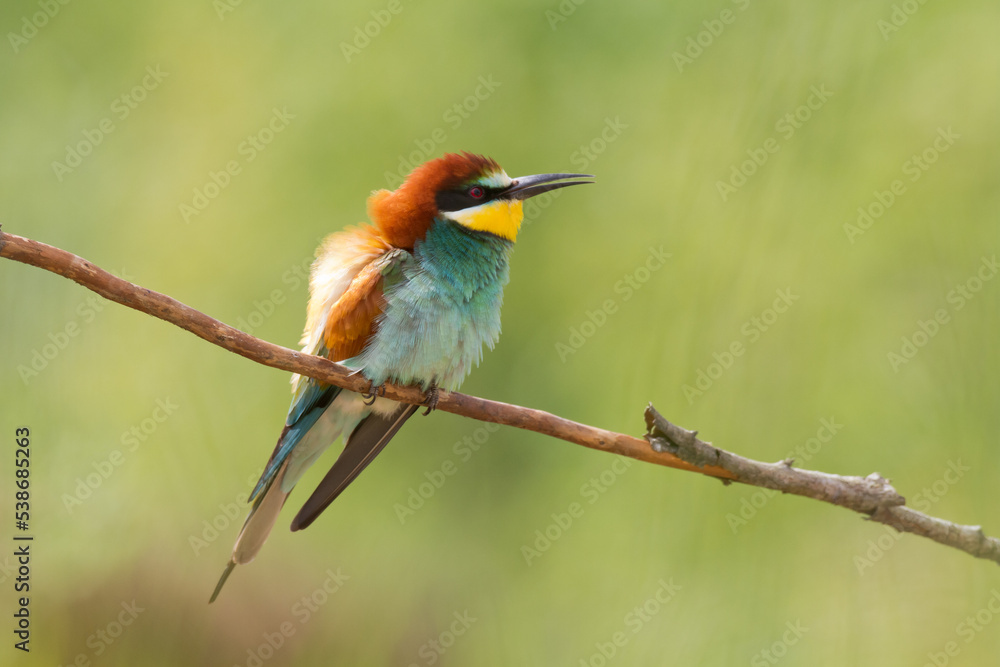 European Bee-Eater Merops apiaster perched on Branch near Breeding Colony. Wildlife scene of Nature in Northern Poland - Europe European Bee-Eater Merops apiaster perched on Branch near Breeding Colony. Wildlife scene of Nature in Northern Poland - Europe