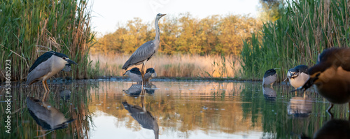 Fotografie Panorama with Night herons and a Gray heron in the midle