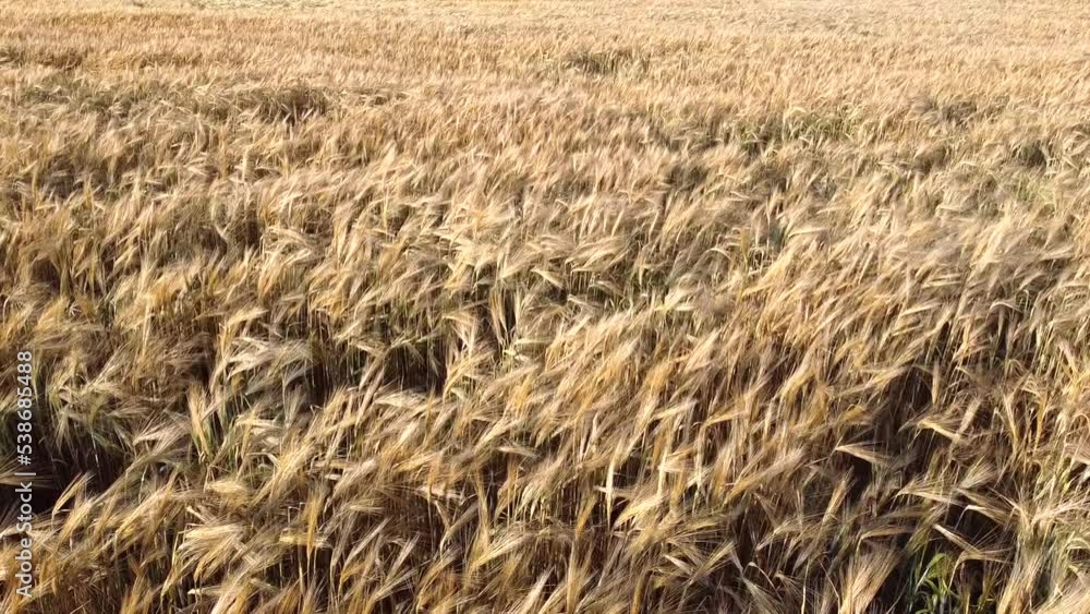Aerial Flight over wheat field Drone view Harvest, agriculture concept Aerial Flight over wheat field Drone view Harvest, agriculture concept