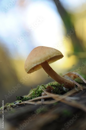Mushroom with a round cap on a thin stalk on a tree trunk. Back light. Walk through the forest. Quiet hunting. Autumn harvest.