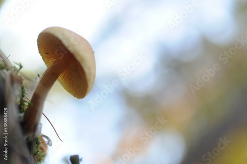 Mushroom with a round cap on a thin stalk. Back light. Walk through the forest. Quiet hunting. Autumn harvest.