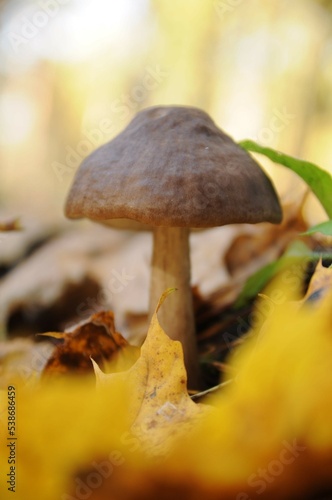 Mushroom with a round cap on the ground among foliage and grass. Walk in the autumn forest. Quiet hunting. Yellow fallen leaves. Autumn harvest.