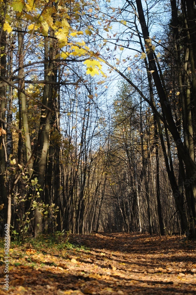 Obraz premium Empty path in the autumn forest. Road in the park in autumn. Worn yellow and brown leaves. Bare trunks of trees and bushes. Blue sky. Side sunlight.