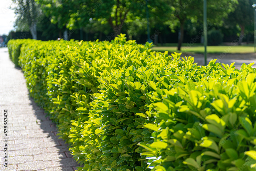 Obraz premium regando jardines