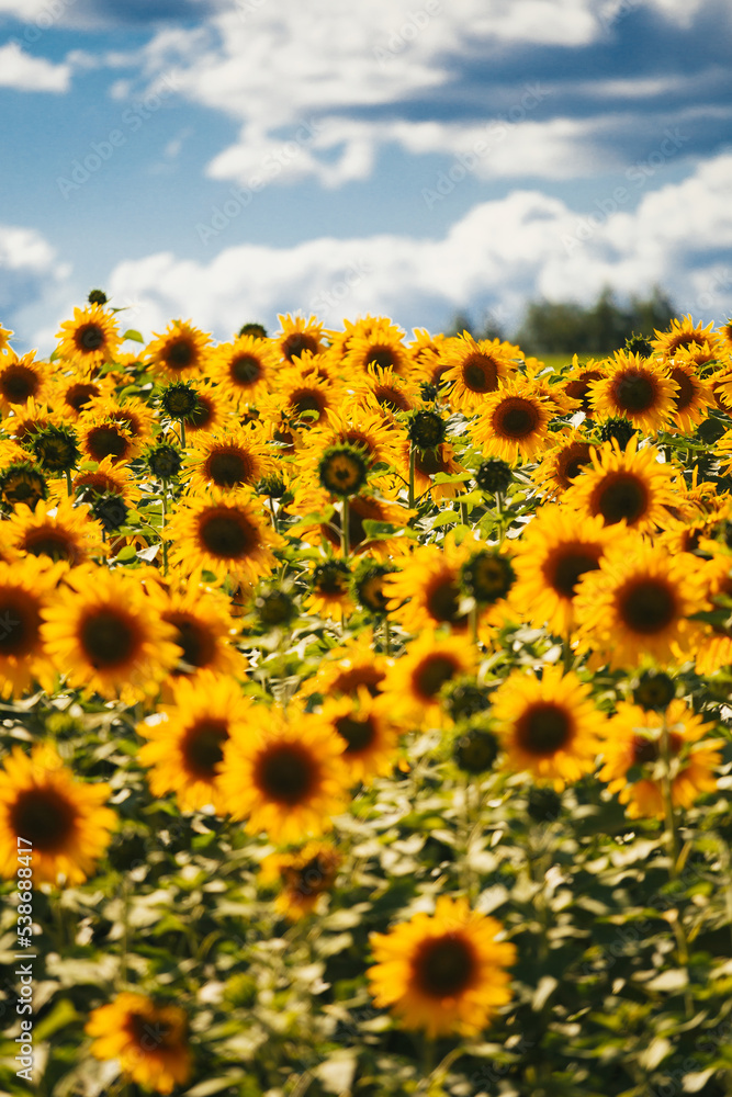 Vertical landscape with a field of sunflowers against a blue sky - summer rural landscape Vertical landscape with a field of sunflowers against a blue sky - summer rural landscape
