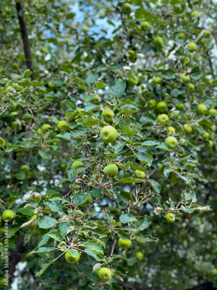 Green apples on an apple tree branch,