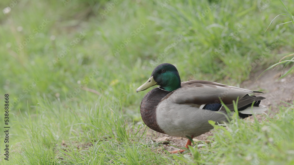 ducks resting on a ground near pond ducks resting on a ground near pond