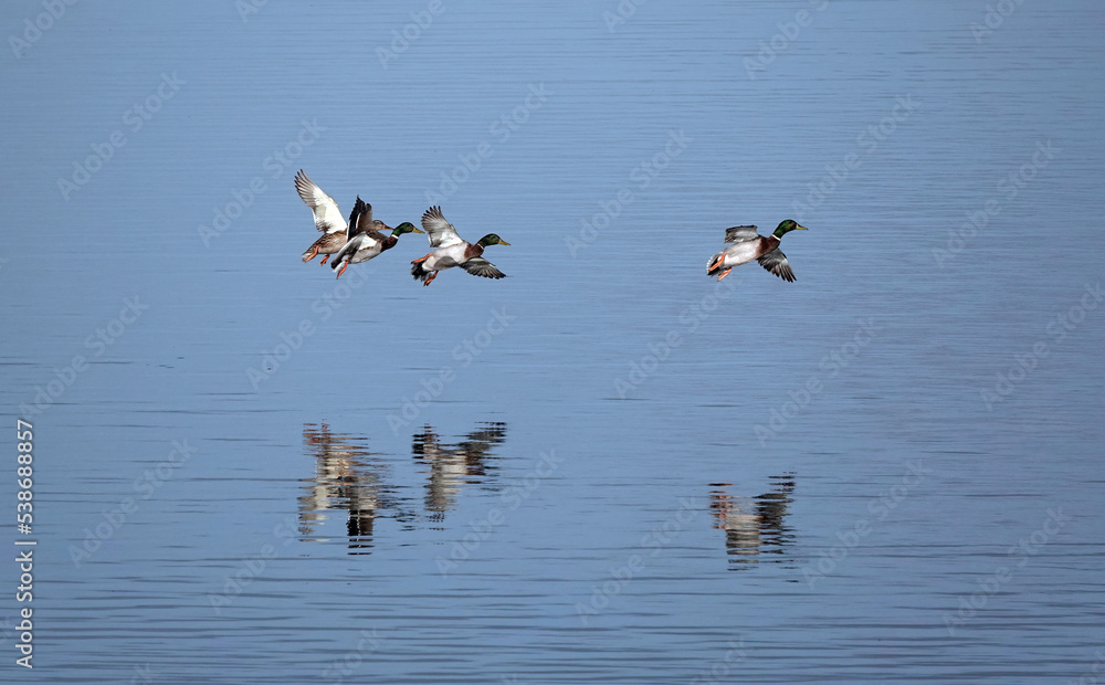 A small group of mallard ducks about to land on the surface of a lake. 