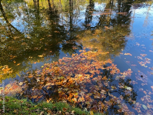Herbstlaub im Wasser 