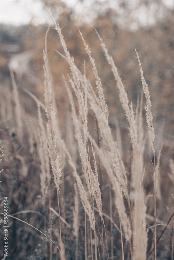 Pampas grass in autumn. Natural background. Dry beige reed. Pastel neutral colors and earth tones. Banner. Selective focus. Pampas grass in autumn. Natural background. Dry beige reed. Pastel neutral colors and earth tones. Banner. Selective focus.