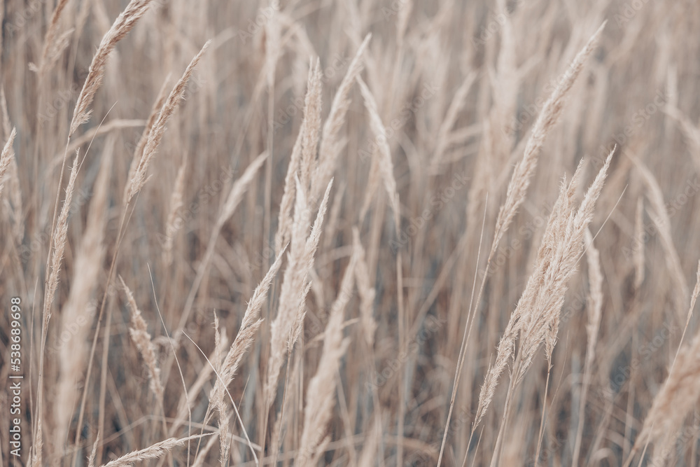 Fototapeta premium Pampas grass in autumn. Natural background. Dry beige reed. Pastel neutral colors and earth tones. Banner. Selective focus.