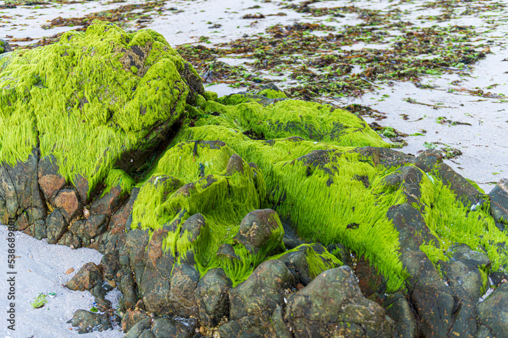 ALGAS VERDES EN ROCAS DE MAR ATLANTICO ALGAS VERDES EN ROCAS DE MAR ATLANTICO