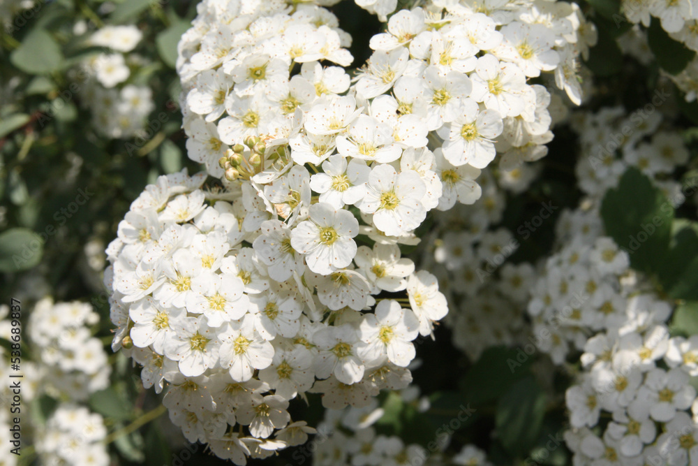 white Garland Spirea flowers white Garland Spirea flowers