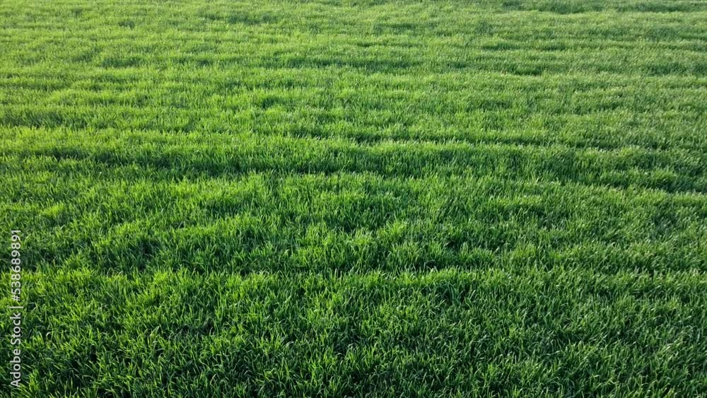 Drone Shot Above young Fields of Wheat in spring Drone Shot Above young Fields of Wheat in spring