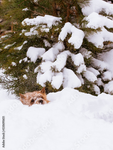 small dog undre the tree in a snowdrift photo