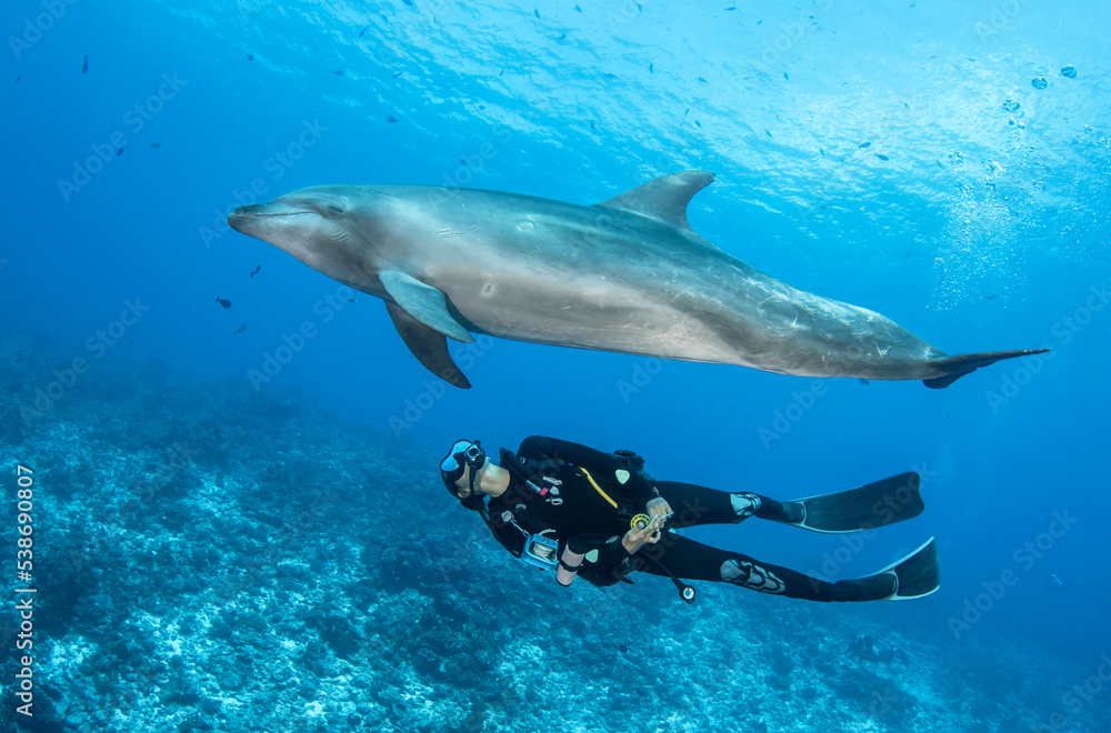 Obraz premium Dolphin and diver