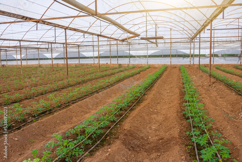 Young seedlings of tomatoes planted in a row in a greenhouse equipped with automatic watering. Industrial scale growing vegetables.
