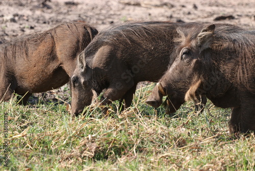 warthogs in the wild photo