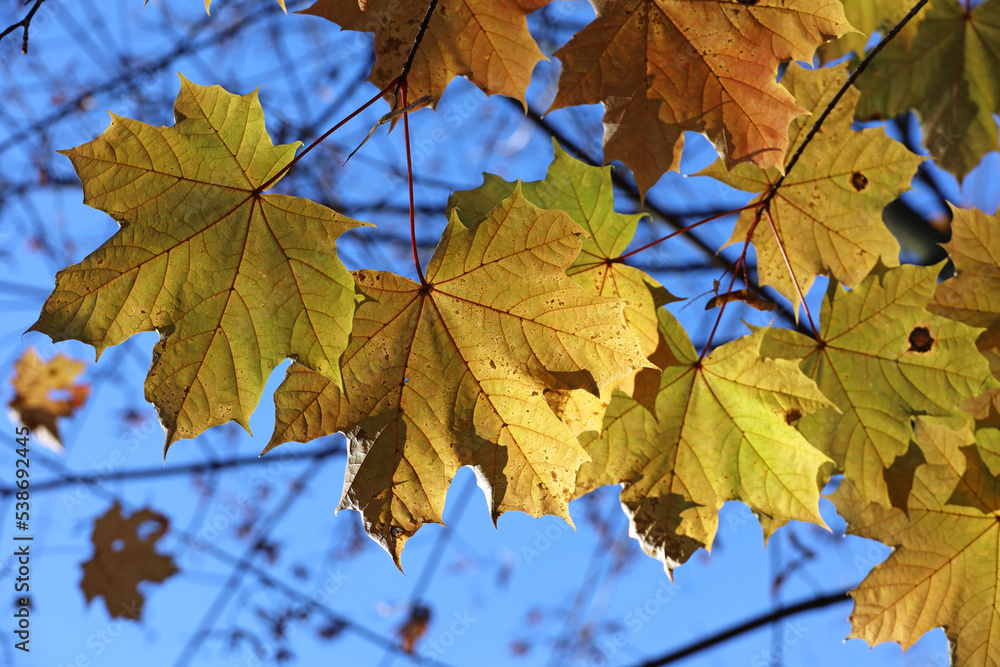 Orange maple leaves on a tree branch against blue sky. Autumn season, natural fall background Orange maple leaves on a tree branch against blue sky. Autumn season, natural fall background