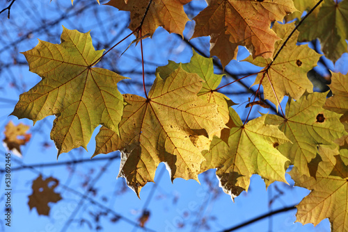 Orange maple leaves on a tree branch against blue sky. Autumn season, natural fall background