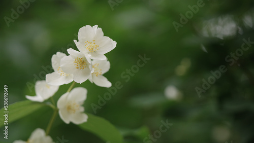 shot of jasmine flowers closeup