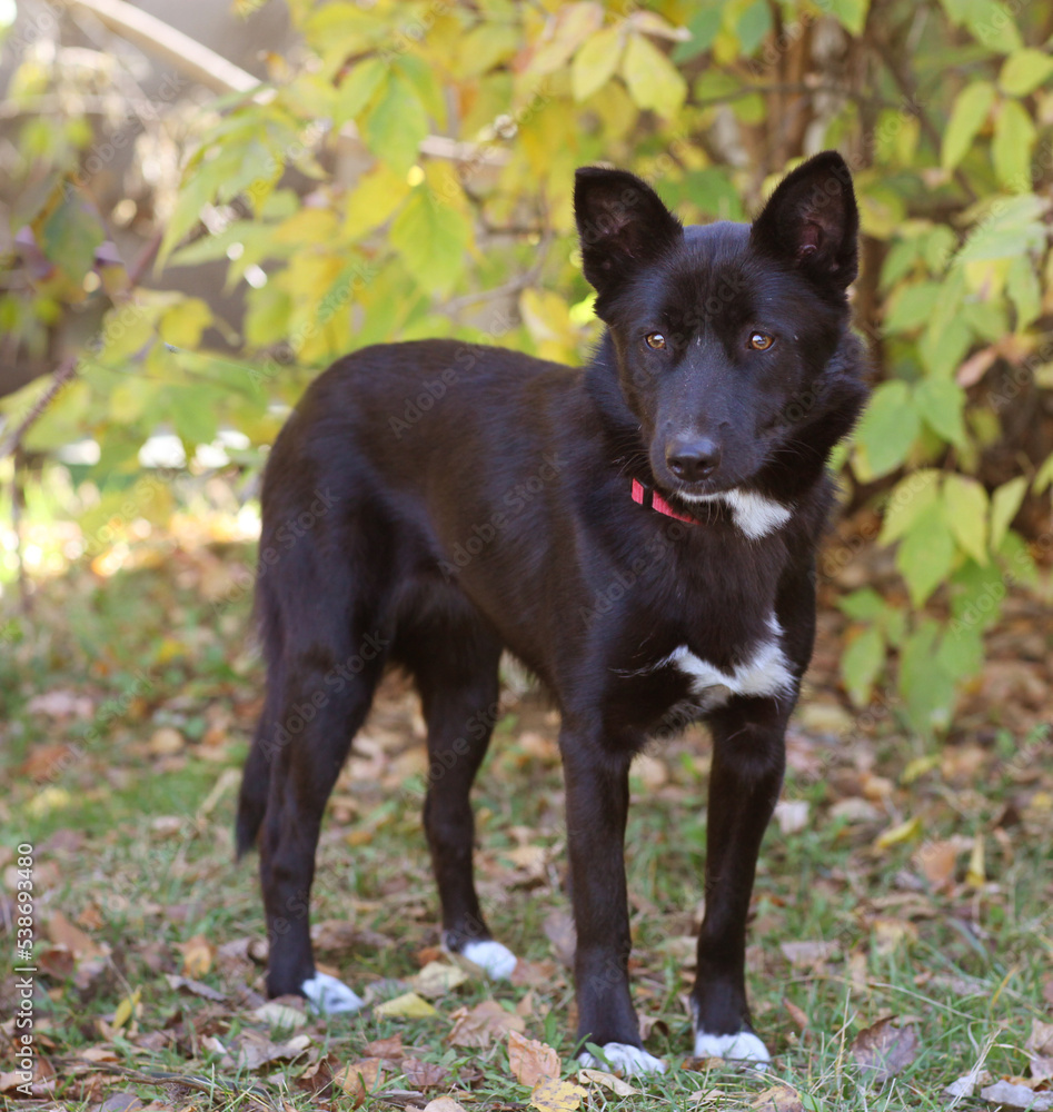 black dog full body photo on green grass background black dog full body photo on green grass background