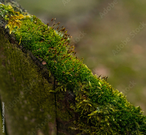 A wooden beam covered with adult moss. Green-brown macro photo. photo