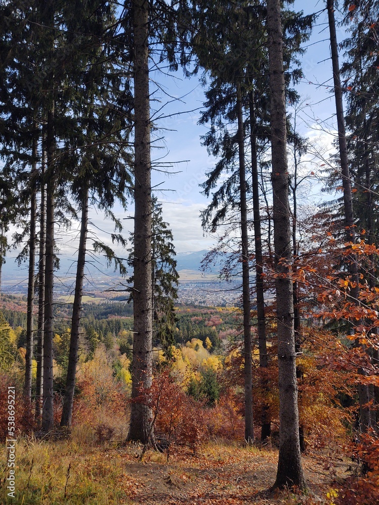 Fototapeta premium Autumn colorful leaves on the ground and on the trees. Slovakia