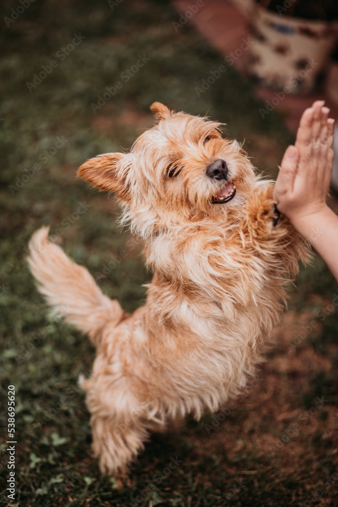 dog in the park, terrier