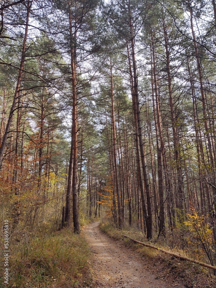 Trees in the forest during summer or autumn. Slovakia Trees in the forest during summer or autumn. Slovakia
