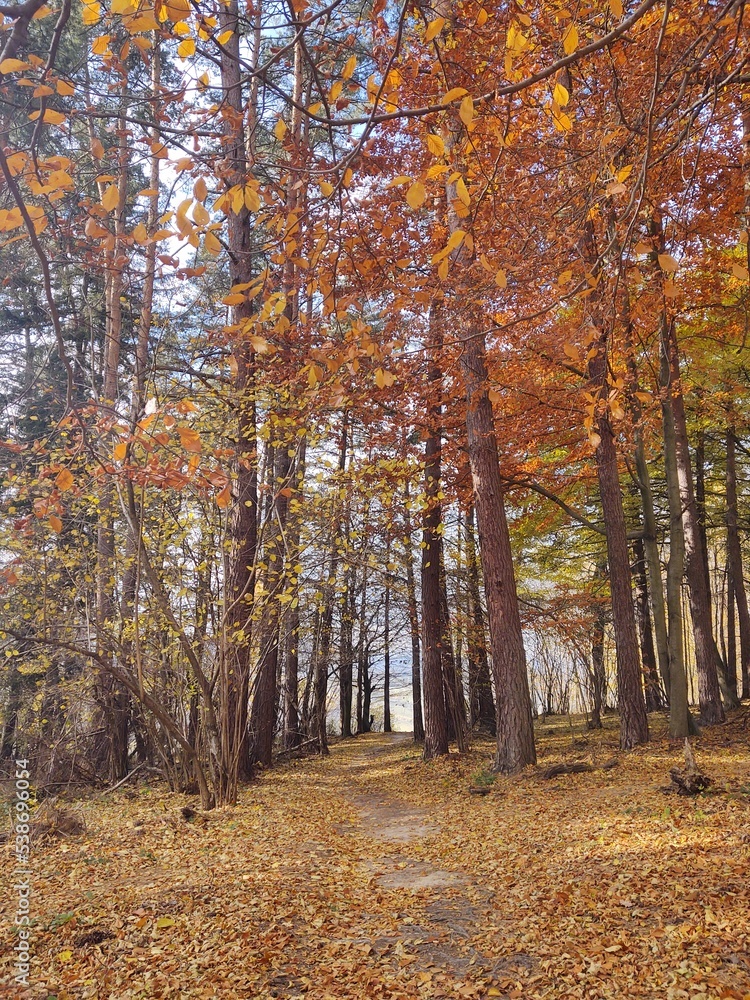 Obraz premium Trees in the forest during summer or autumn. Slovakia