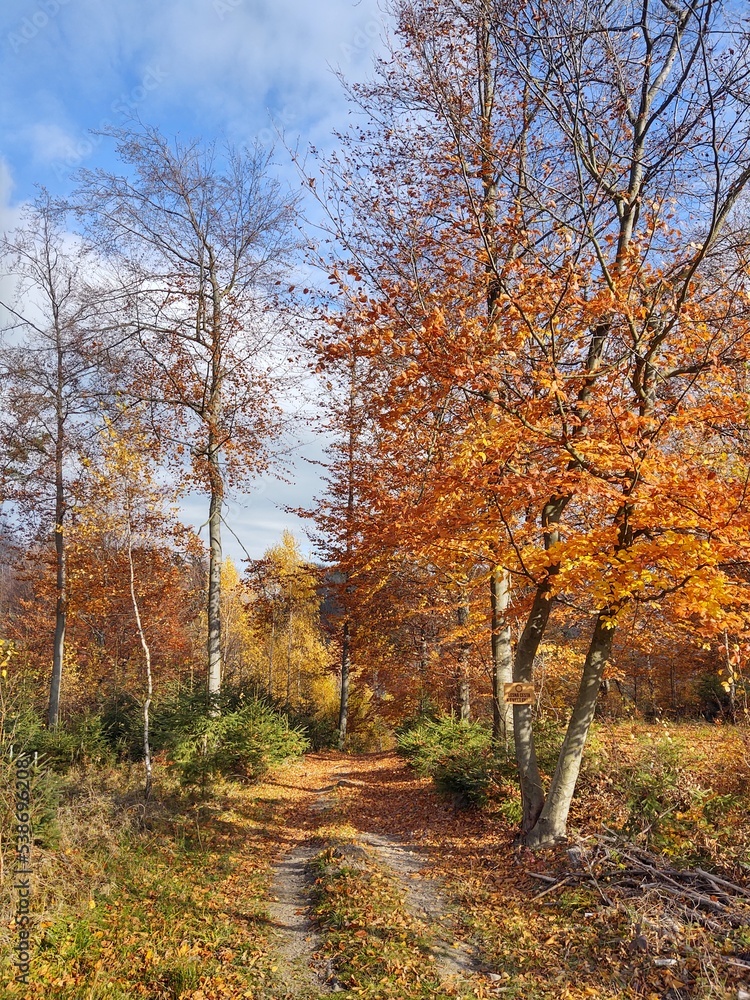 Trees in the forest during summer or autumn. Slovakia Trees in the forest during summer or autumn. Slovakia