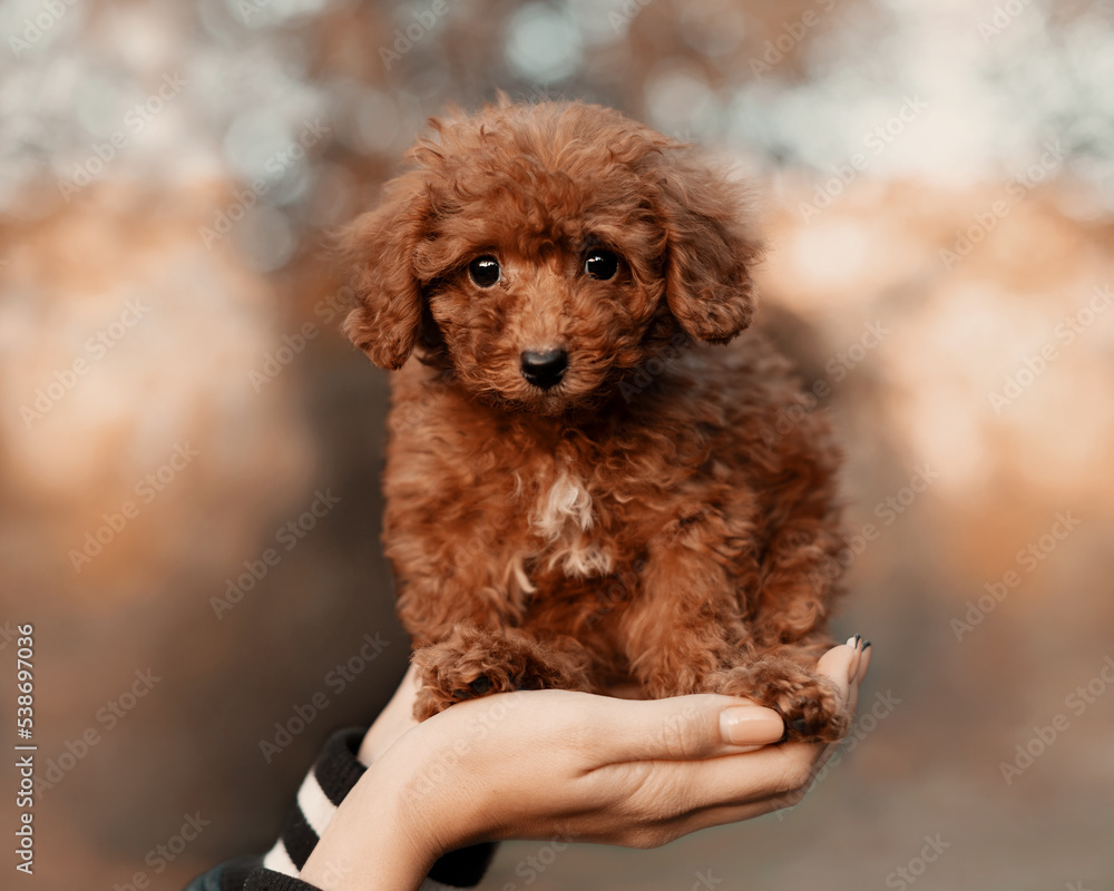 Cute little poodle on the palms of a girl.