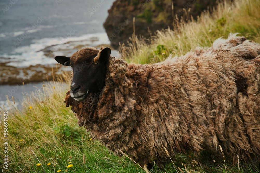 Fototapeta premium Gros Morne National Park Sheep