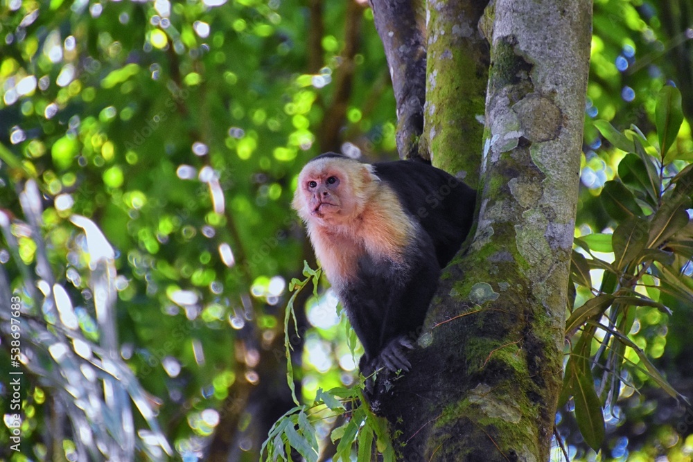 Black White faced monkey in tropical forest. White-faced capuchin. Wildlife scene in Costa Rica. Central America. Black White faced monkey in tropical forest. White-faced capuchin. Wildlife scene in Costa Rica. Central America.