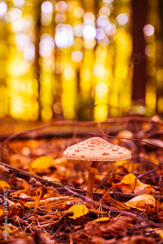 Colors of autumn and mashroom II photo