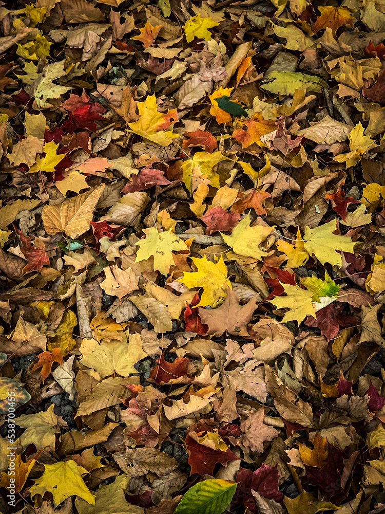 autumn leaves background autumn leaves background