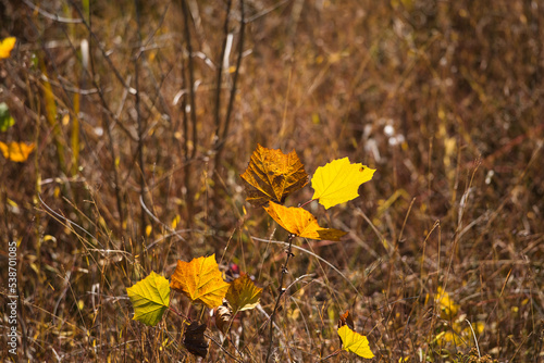 Fall Leaves changing colors to yellow and orange. American Sycamore (Platanus occidentalis)