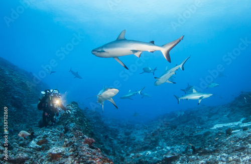 Grey reef shark © Tropicalens