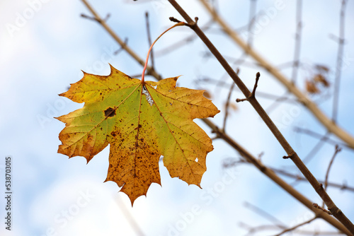 Yellow maple leaf on a tree branch against blue sky with white clouds. Autumn season, natural fall background
