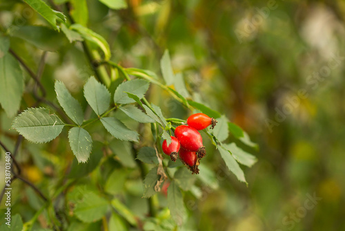 Red rosehip fruits in autumn