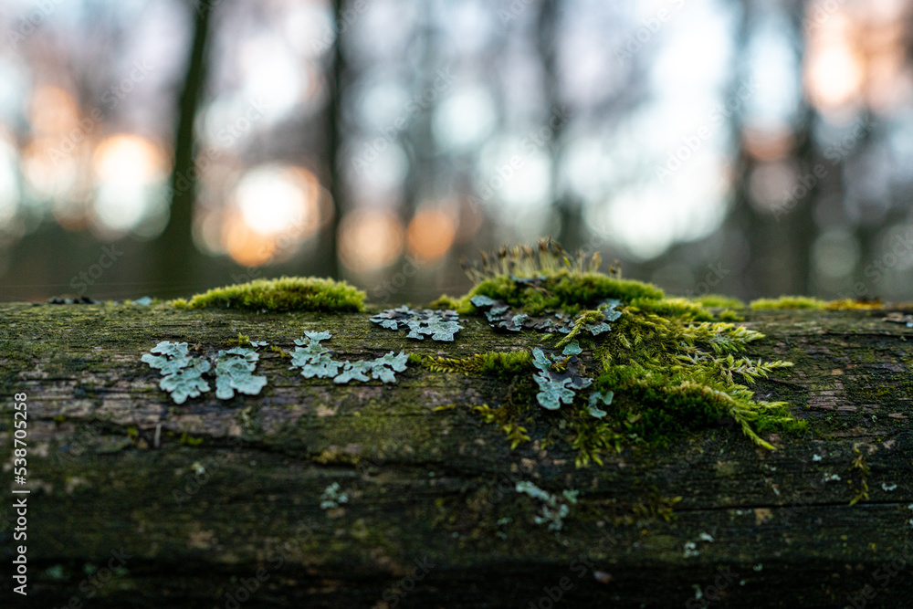 A wooden beam covered with adult moss. Green-brown macro photo. A wooden beam covered with adult moss. Green-brown macro photo.